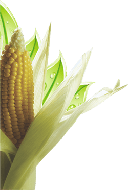 corn