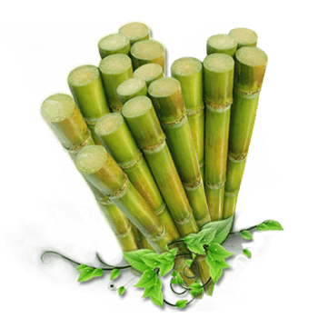 Sugarcane