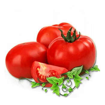 Tomato